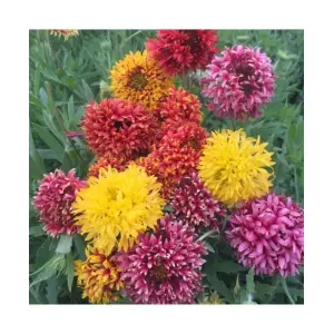 20 Seeds Of Gaillardia Finest Mixed For Garden And Balcony