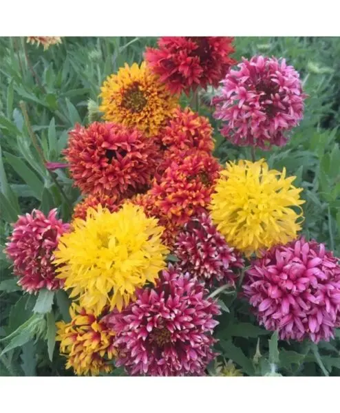 20 Seeds Of Gaillardia Finest Mixed For Garden And Balcony