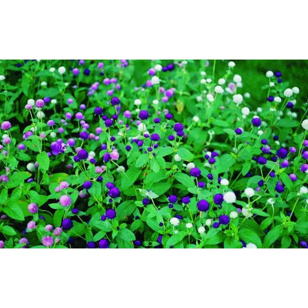 20 Seeds Of Gomphrena Ping Pong Purple With Mix For Garden And Balcony - Image 2