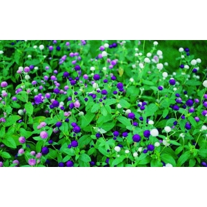 20 Seeds Of Gomphrena Ping Pong Purple With Mix For Garden And Balcony