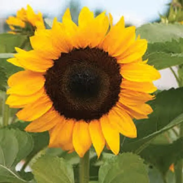 20 Sunflower Seeds Plant Nut Bonsai Garden Planting Field Farm Balcony Decor - Heirloom Non Gmo - Seeds For Planting An Indoor And Outdoor