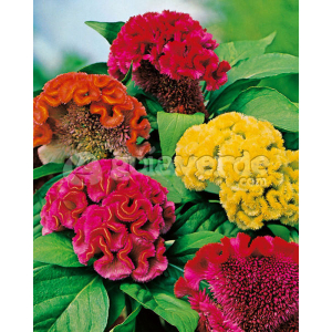 Cock's comb  20 Seeds - Flower Seeds Balcony Pot Flower Plant Seeds (Gardening Seeds 20)