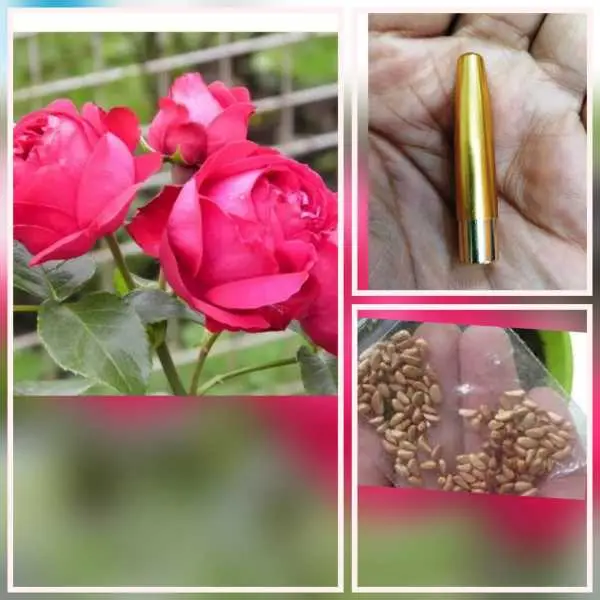5 Seeds Of Simran Rose Seeds With Golden Bu. Packing (Red Eden Rose) - Image 2
