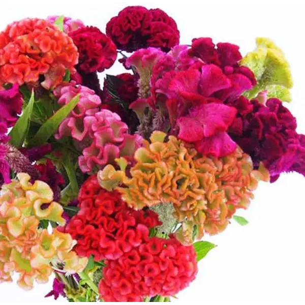 20+ seed Of Cockscomb Mixed Flower Seeds - Image 4
