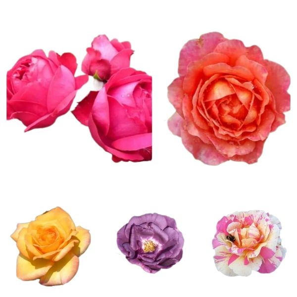 Mixed 10 Types Of Rose Seeds Total 50 Seeds - Image 5