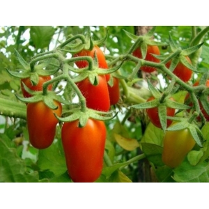 Hybrid Royal england Tomato Seeds.