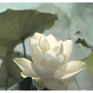 Welcome New Year 2080 With Good Luck Lotus Flower Seeds - 6 Seeds For Prosperity And Positive Energy (Plant Main Door)