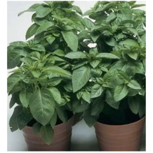 Basil GENOVSE Green 20+ Seeed
