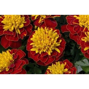 French Marigold Sparky Mix Seeds - New Flowers Mixed 20 Seeds For Garden And Balcony
