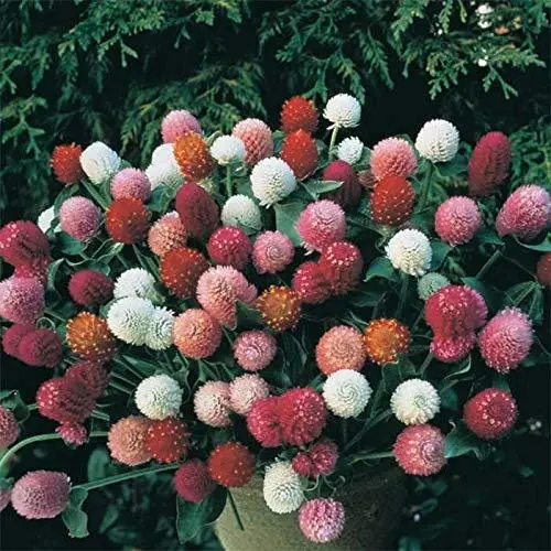Summer Antier Gomphrena Globe Mixed Flower 20 Seeds For Garden And Balcony