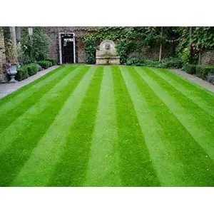 Turf Grass Seeds - Fresh Lawn And Garden Seeds 5 Gram - Seeds | Loose Packed