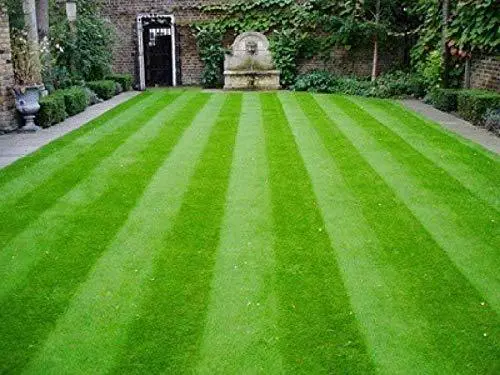 Turf Grass Seeds - Fresh Lawn And Garden Seeds 5 Gram - Seeds | Loose Packed