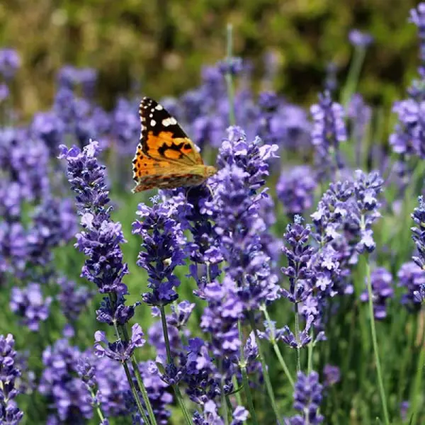 English Lavender Seeds Imported Herb - 20 Seeds Pack herb Seeds - Image 2