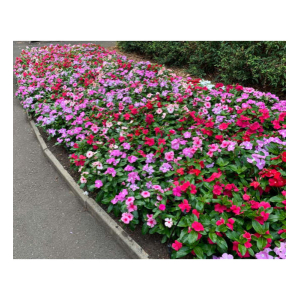Vinca Rosea Mixed Seeds- 60+ Seeds Packet (बारमासे फुल्ने जहिले रोप्न मिल्ने बिउ )
