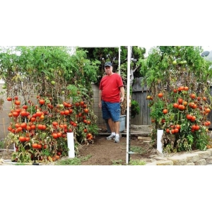 Royal England Tomato Loose Seeds 20 Per Pack - Tomato Seed