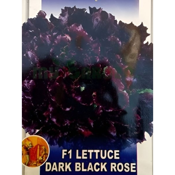 Dark Black Rose F1 Lettuce Seeds – (25 seeds) Loose Packed - Image 2