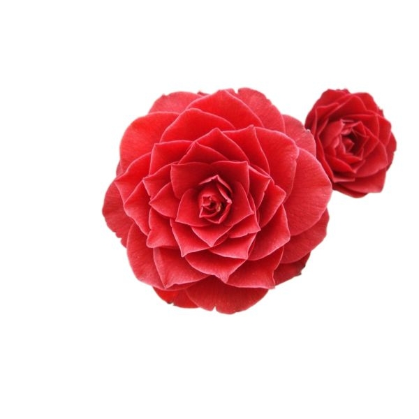 5 Seeds Of Narbada Red Rose Seeds With Golden Bu. Packing - Seeds | - Image 2