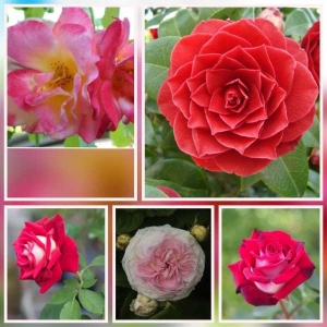 Mixed 5 Types Of Rose Seeds Total 10 Seeds