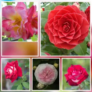 Mixed 5 Types Of Rose Seeds Total 10 Seeds