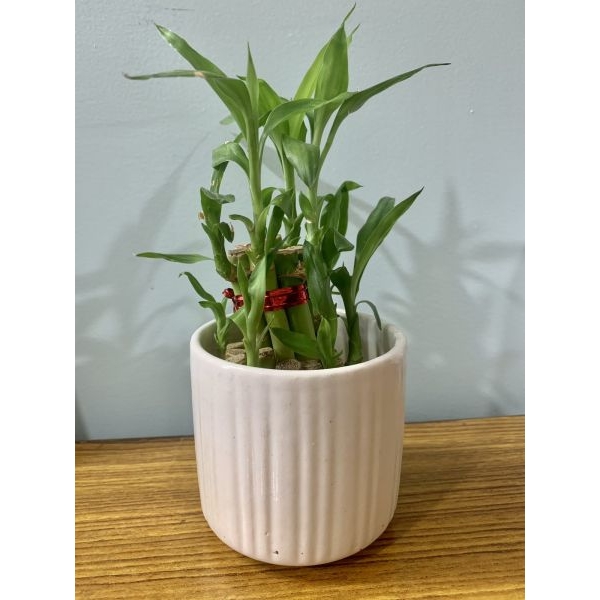 5 Inch Ceramic Cylindrical Pot Suitable For Indoor Outdoor Garden - Image 2