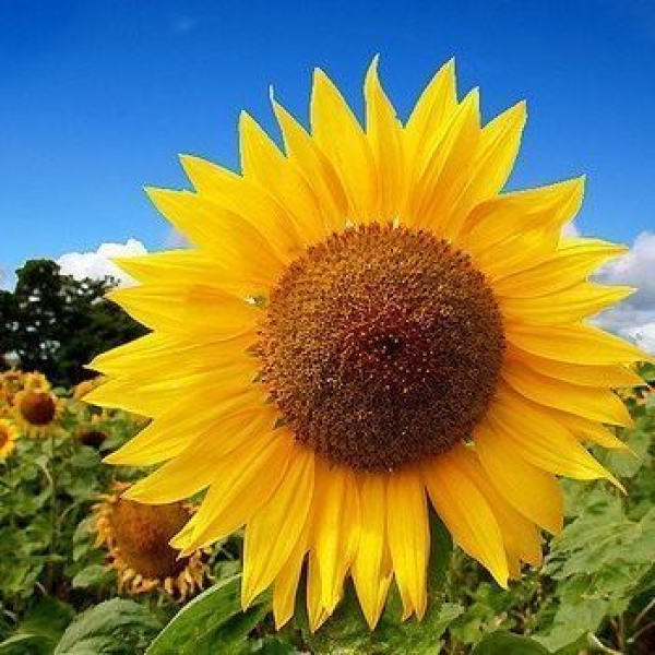 Bonsai Hybrid Sunflower Miniature Seeds 1 Packet Loose See 20 Plus - Image 2