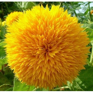 Sunflower Sunsopt Dwarf  - 20+  Excellent Quality Selected Seeds