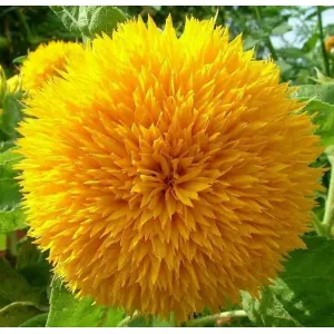 Sunflower Sunsopt Dwarf  - 20+  Excellent Quality Selected Seeds