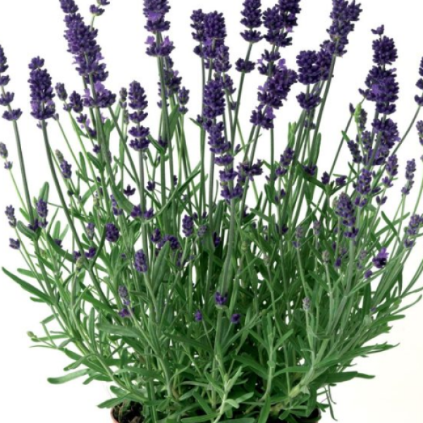Blue Scent Rare Lavender Imported Herb Seeds, 20+ In-Count - Image 2
