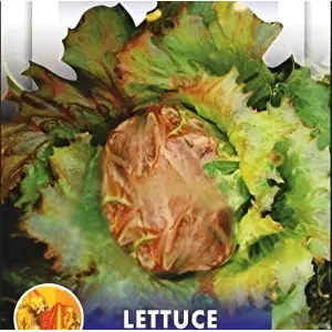 Lettuce Seeds - Imported Batavia Ivoniana Exotic Seeds 25 Plus Seeds Loose Packed