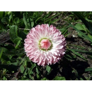 Mix 20 Seeds - Bellis Perennis Super Enorma Garden And Balcony