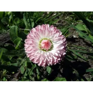 Mix 20 Seeds - Bellis Perennis Super Enorma Garden And Balcony