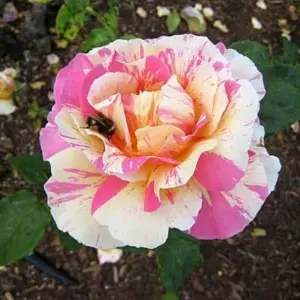 5 Seeds Of Namuna White Pink Rose Seeds With Golden Bu. Packing
