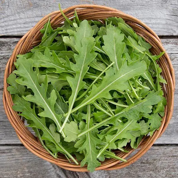 20+ Seeds Rocket Rucola Arugula Cultivated Imported Exotic Seeds Kitchen Garden - Image 2