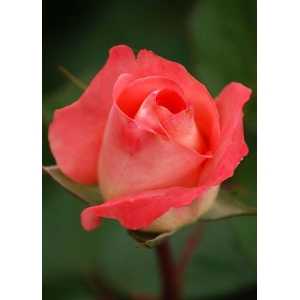 5 Seeds Of Anila Sweet Pink Rose Seeds With Golden Bu. Packing