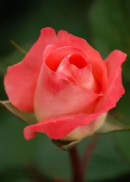 5 Seeds Of Anila Sweet Pink Rose Seeds With Golden Bu. Packing