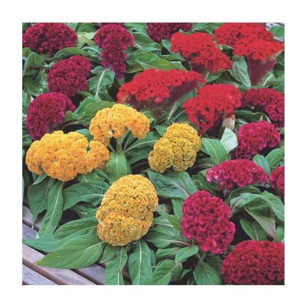 Cock's comb 20 Seeds - Flower Seeds Balcony Pot Flower Plant Seeds (Gardening Seeds 20) - Image 5