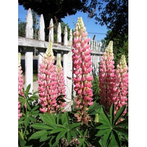 20 Seeds Elegant Dwarf Pink Fairy Lupine Lupinus Elegans Hummingbird Flower Seeds For Garden
