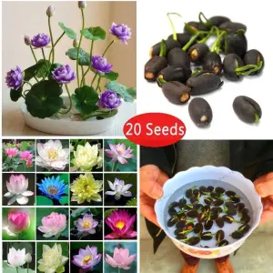 Aquarium Seeds - 20 Kanwal Flower Seeds - Excellent Germination