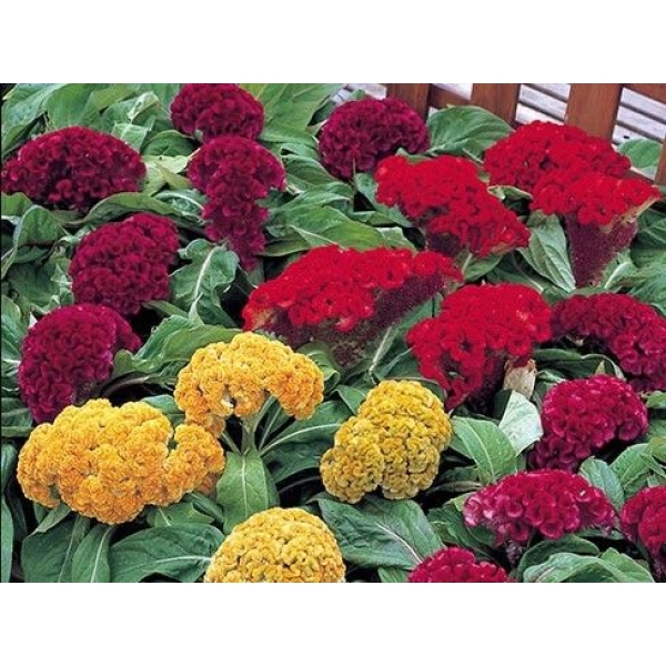 Cock's comb 20 Seeds - Flower Seeds Balcony Pot Flower Plant Seeds (Gardening Seeds 20) - Image 3