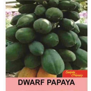 Kalami Dwarf Papaya 10 Seeds For Garden, Kitchen Garden And Kausi Kheti