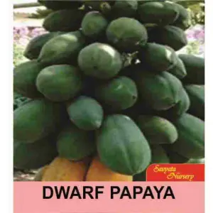 Kalami Dwarf Papaya 10 Seeds For Garden, Kitchen Garden And Kausi Kheti