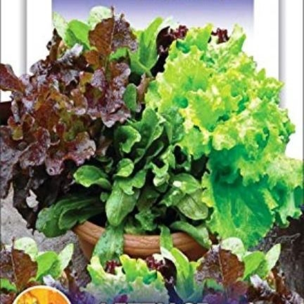 6 Types Of Lettuce Seeds Mixed 120 Plus Seeds (Lettuce Imported Mix (Misticanza) Exotic Seeds) - Image 3