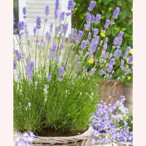 English Lavender Seeds Imported Herb - 20 Seeds Pack herb Seeds