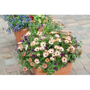 Gardening Gerbera Flower Mix Colours F1 Hybrid 10 Seeds For Garden And Balcony