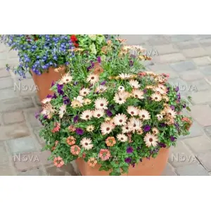 Gardening Gerbera Flower Mix Colours F1 Hybrid 10 Seeds For Garden And Balcony
