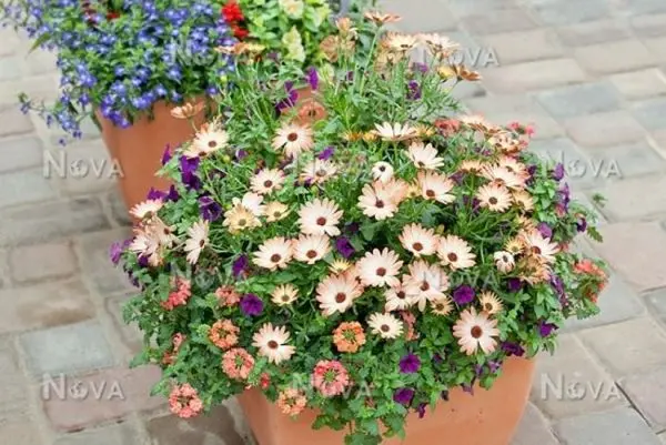 Gardening Gerbera Flower Mix Colours F1 Hybrid 10 Seeds For Garden And Balcony