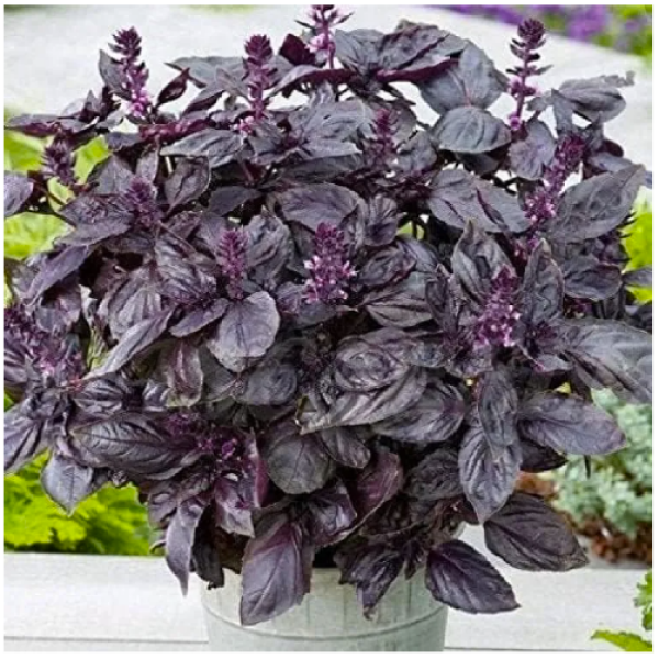 Purple Basil Seeds 20 Plus Seeds - Image 2