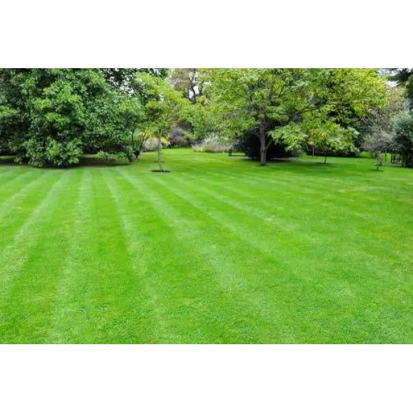 Turf Grass Seeds - Fresh Lawn And Garden Seeds 5 Gram - Seeds | Loose Packed - Image 2
