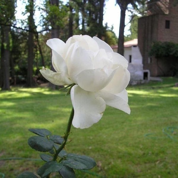 Mixed 10 Types Of Rose Seeds Total 50 Seeds - Image 4
