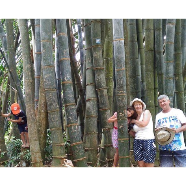Bamboo Seeds - Big Bamboo 30 Plus Seeds - Image 2